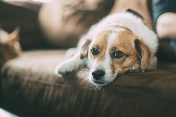 Comment nettoyer de l'urine sur un canapé